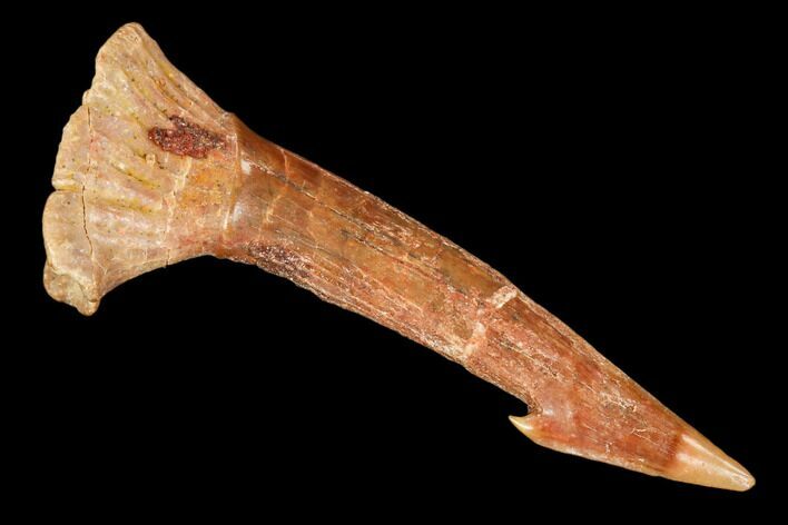 Fossil Sawfish (Onchopristis) Rostral Barb- Morocco #106446